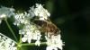 Eristalis pertinax